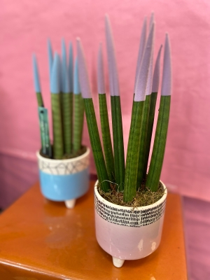 Sansevieria snake plant