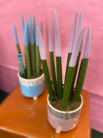 Sansevieria snake plant