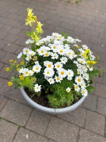 Yellow and white outdoor planter